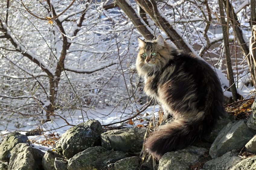 gatto norvegese sulla neve