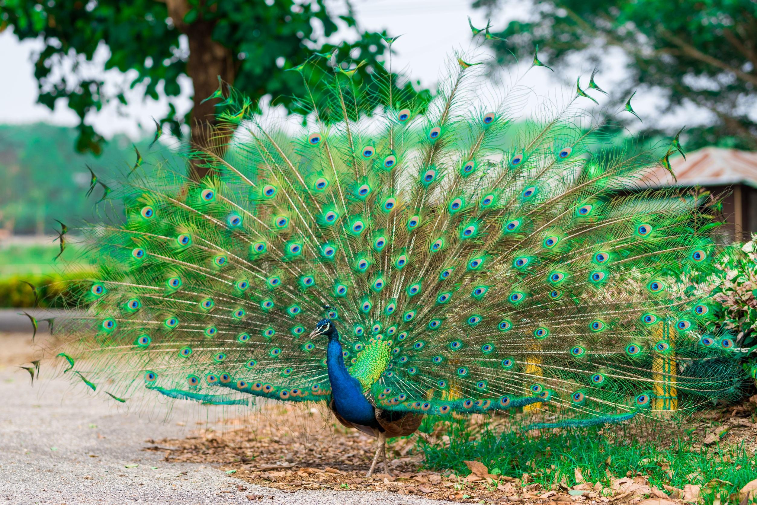 Un primo piano delle piume di un pavone con gli occhi azzurri foto