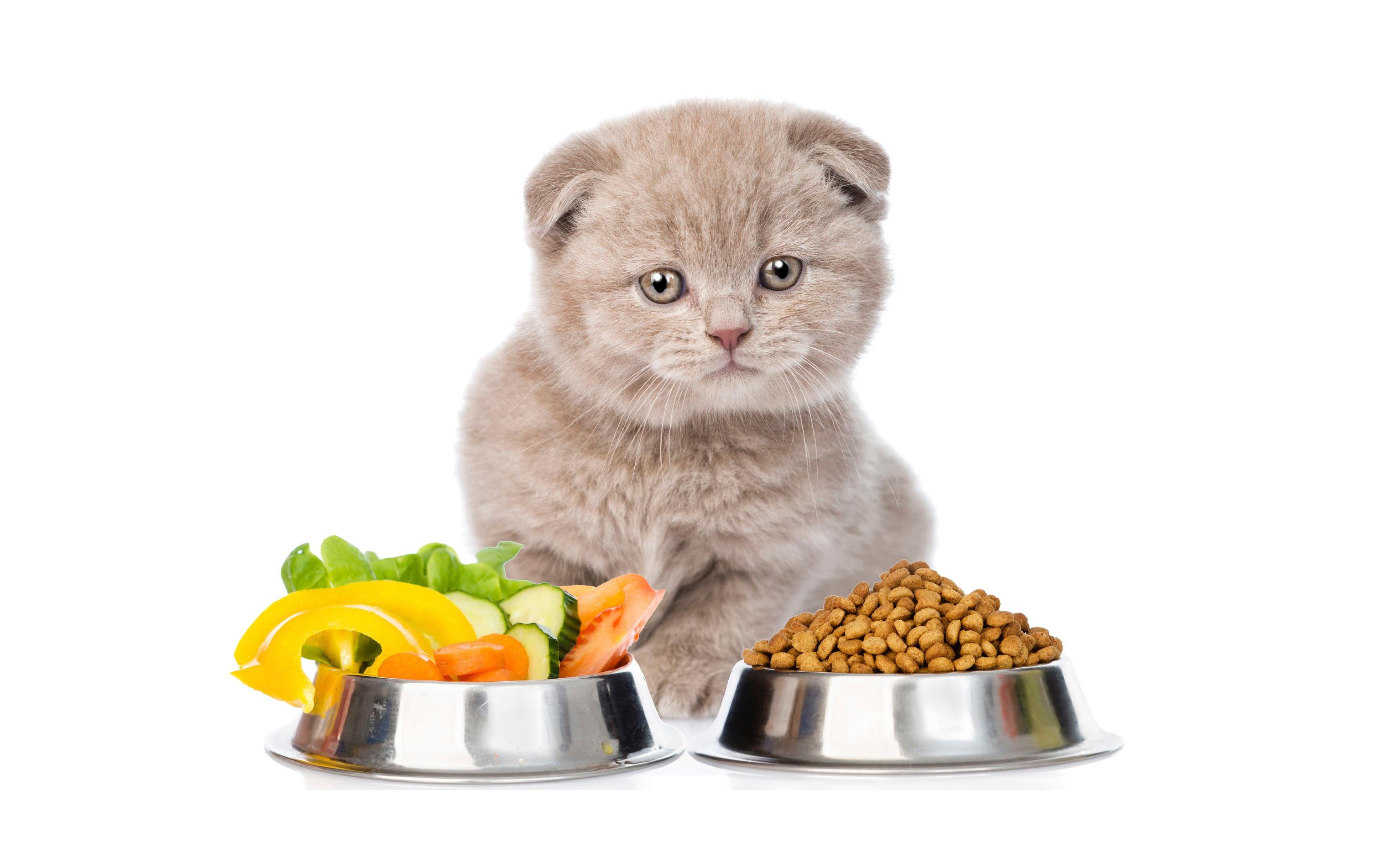 Можно кормить кота сырым мясом. Еда для кошек. Котенок кушает. Натуральное питание для котов миска. Да кошка.