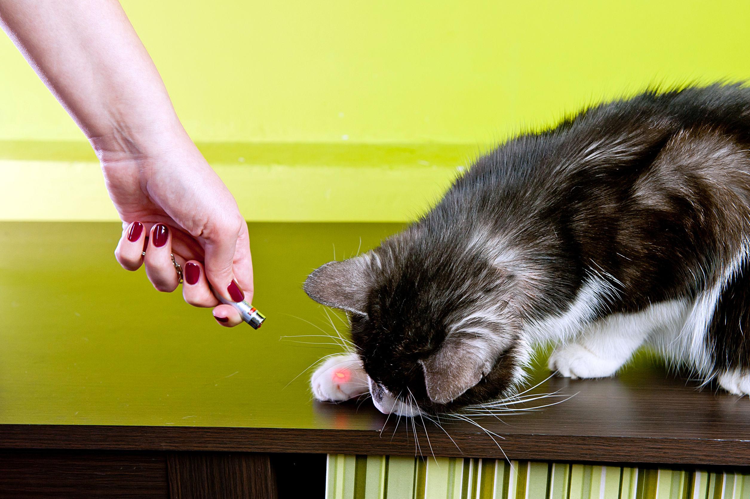 Perché è meglio non far giocare il gatto con il laser?