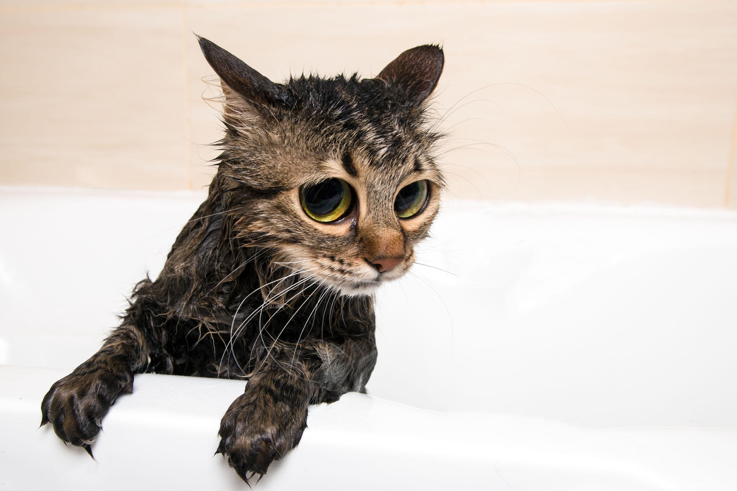 Perché i gatti hanno paura dell'acqua?