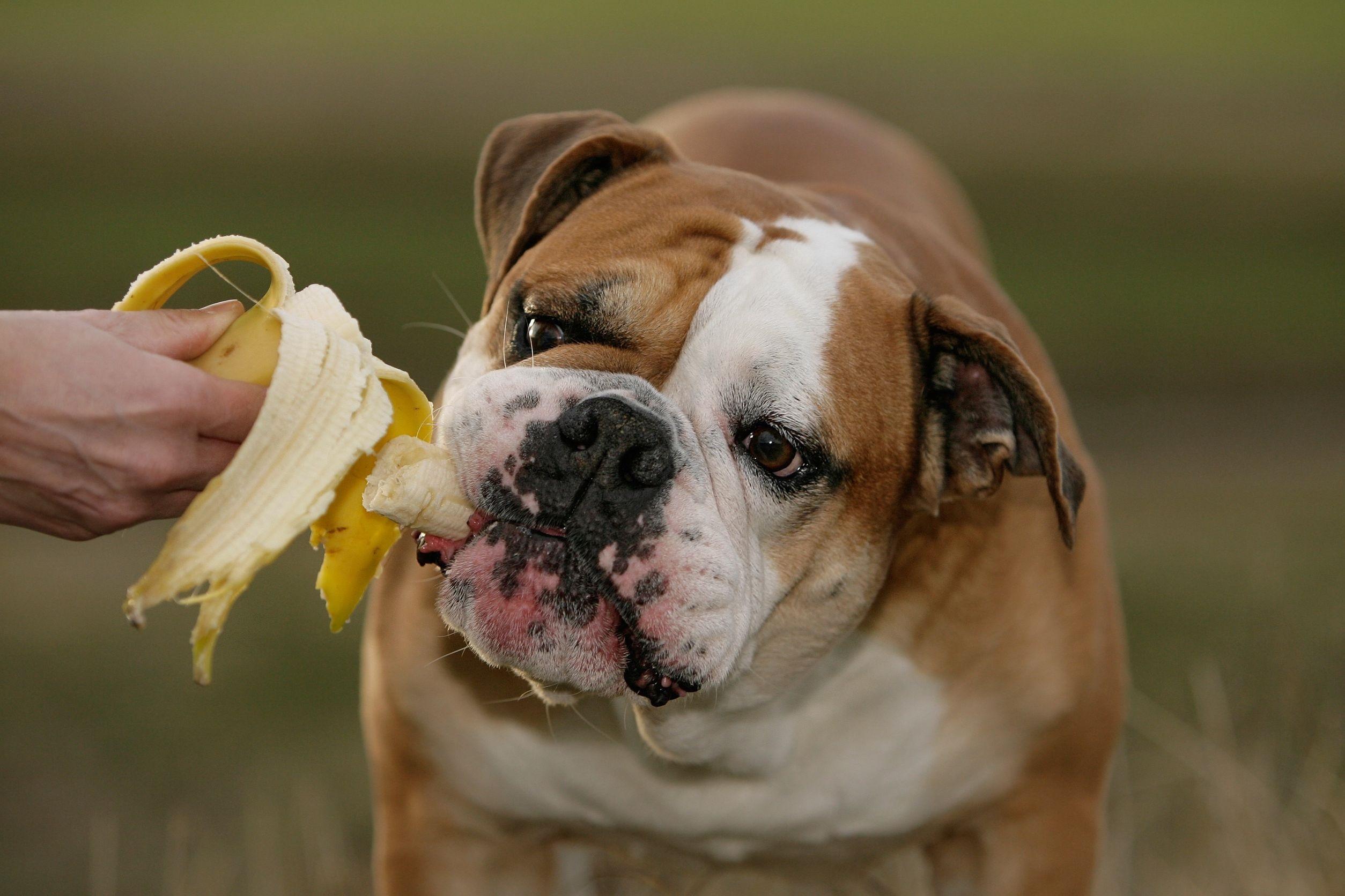 Si può dare la frutta ai cani? | Deabyday