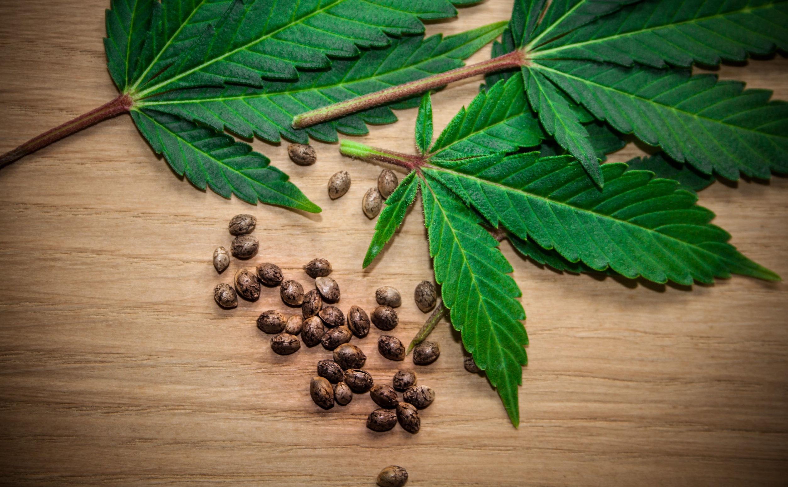 Semi di marijuana ad alto contenuto di THC: sono legali?