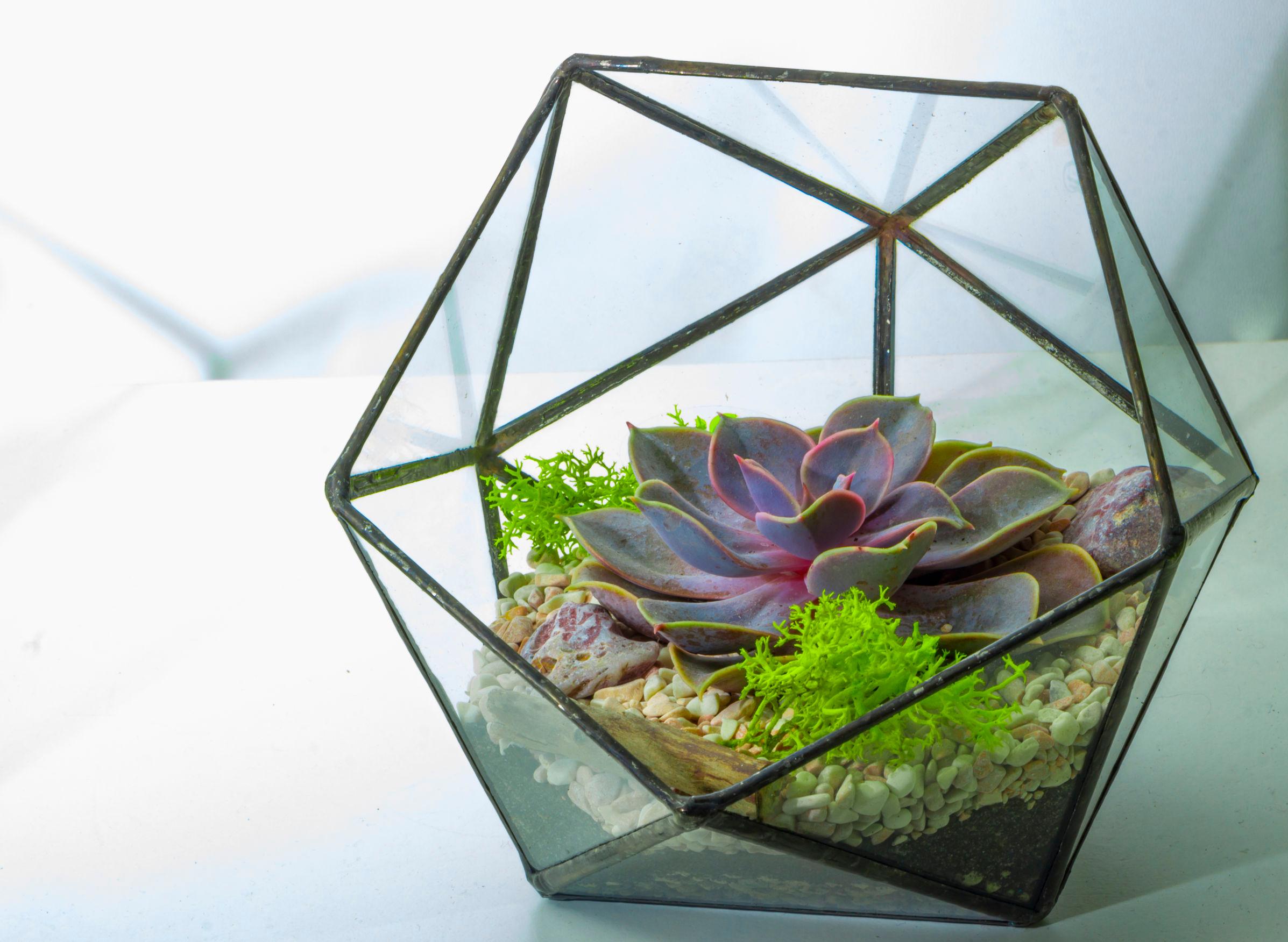 1Tutto sul Terrarium: Cura e manutenzione, e quali piante