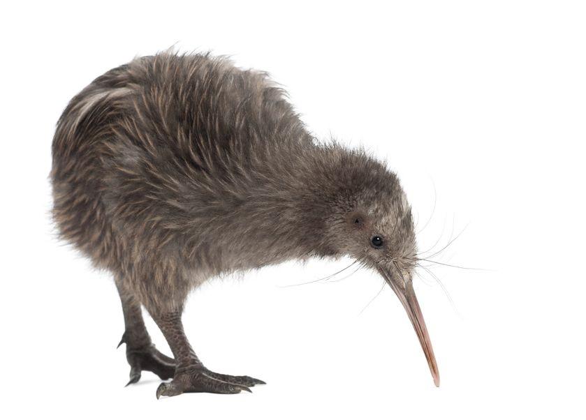 Tutto sul kiwi, l&#39;animale simbolo della Nuova Zelanda | DeAbyDay