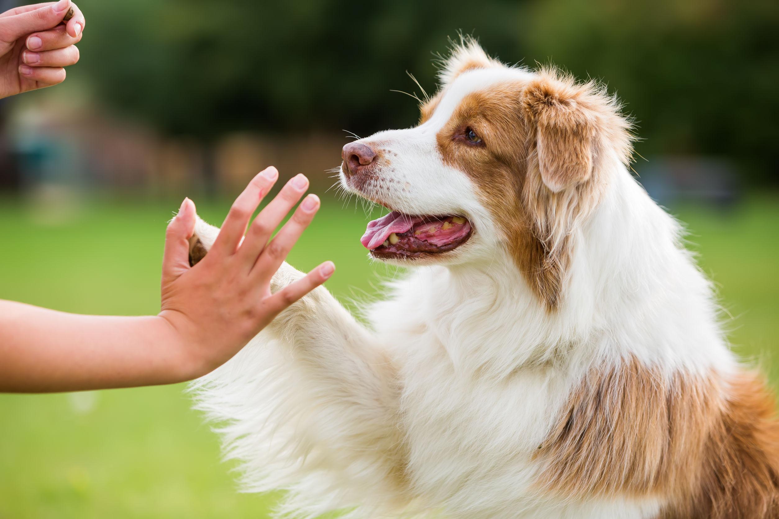 Dog new tricks. Зоопсихолог для собаки. Соба к дает ЛААУ. Собака дает лапу. Счастливая собака.