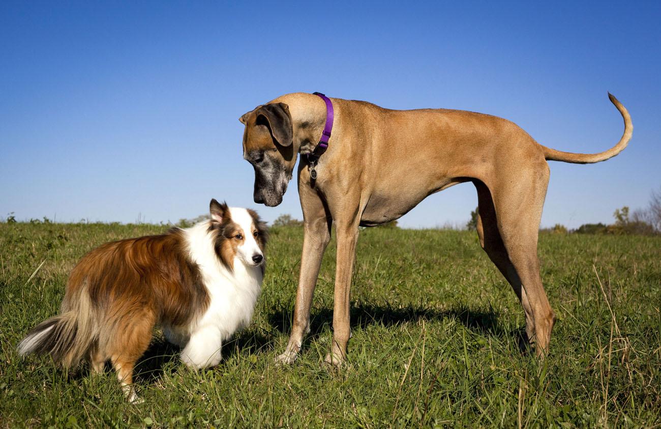 Alano perché non è un cane adatto a tutti DeAbyDay