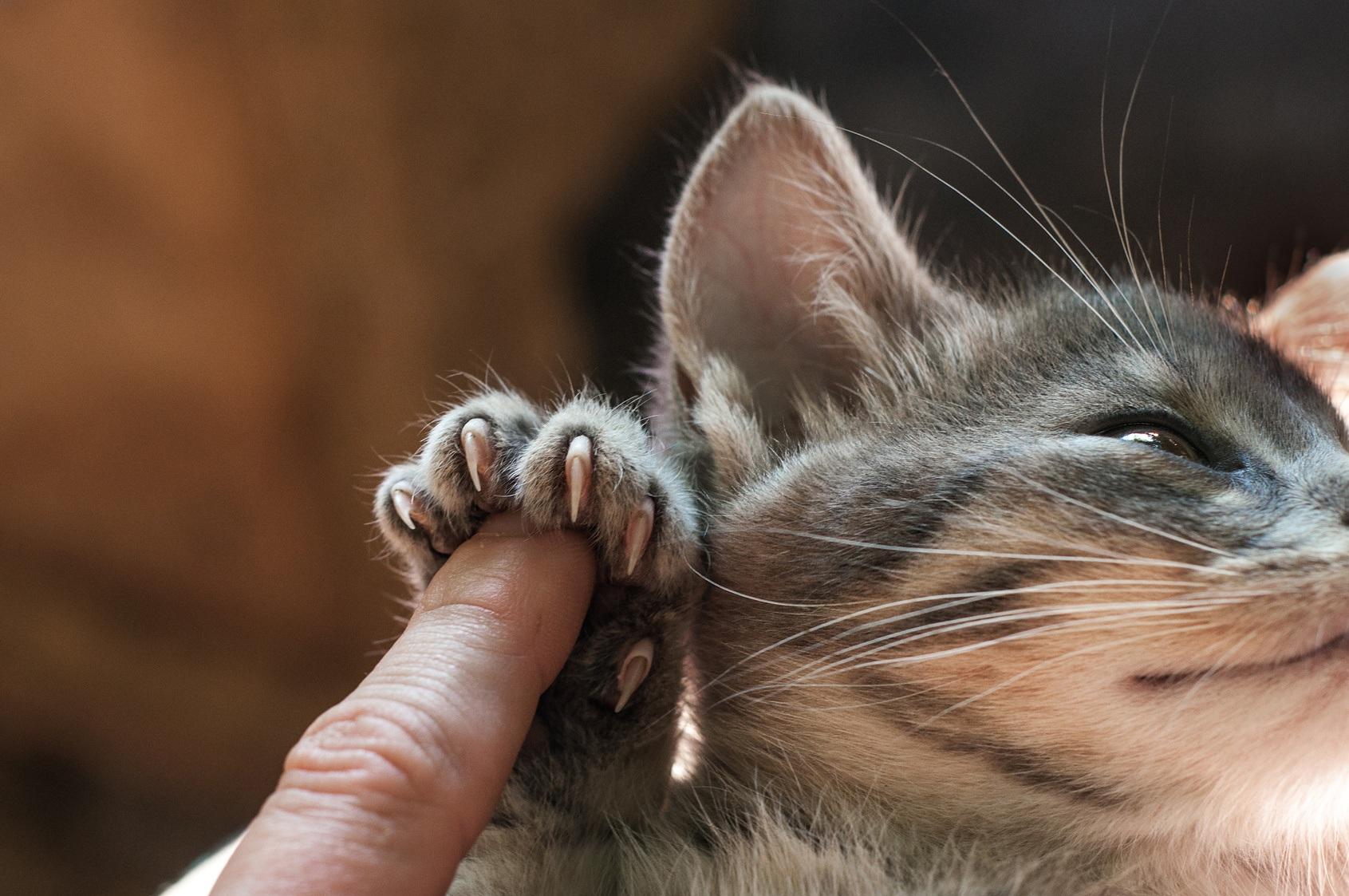 Come tagliare le unghie al gatto in 5 mosse | DeAbyDay