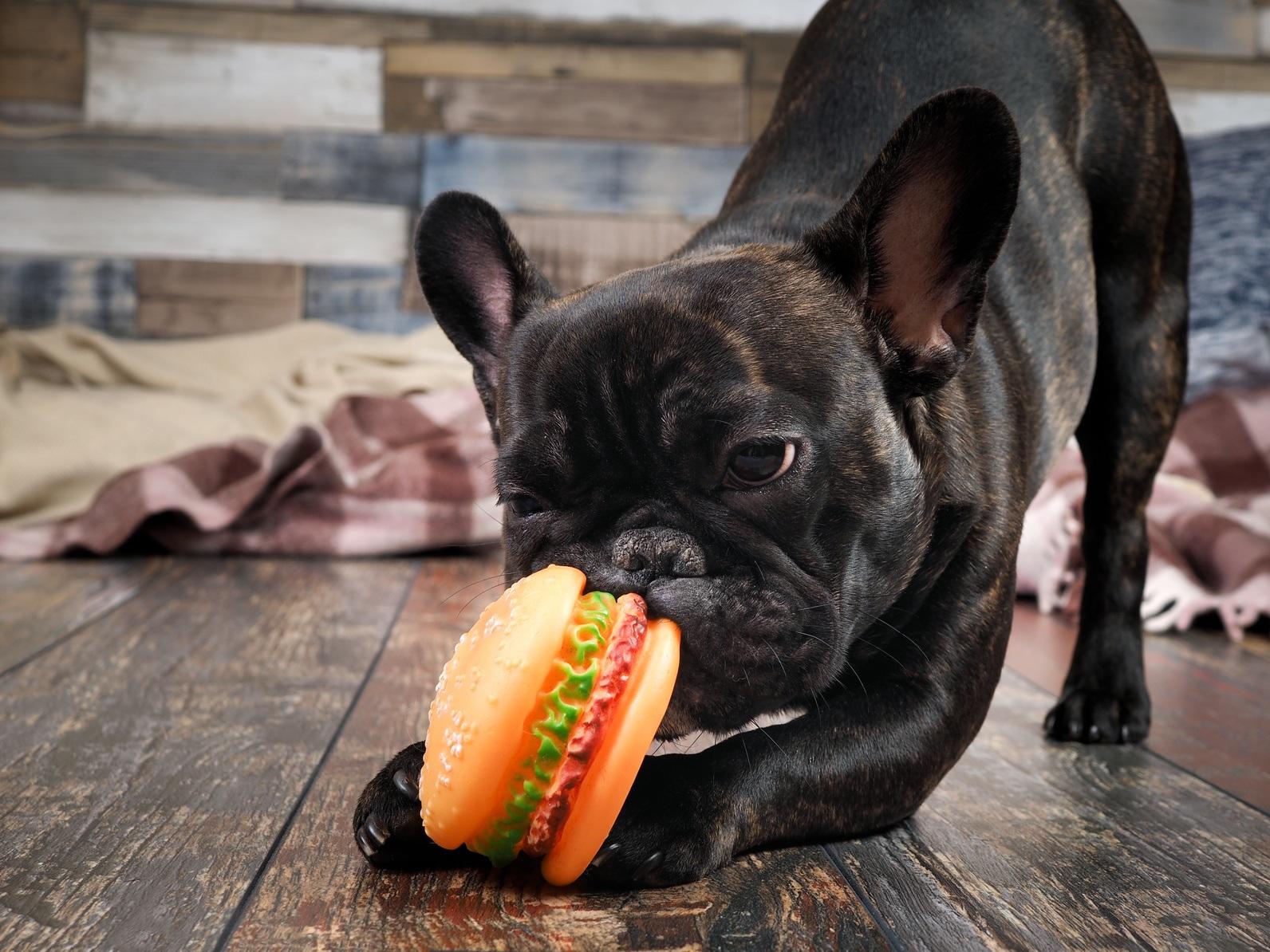 Hamburger mania: quando l'alimentazione del cane è sana ma "alla moda" | Deabyday