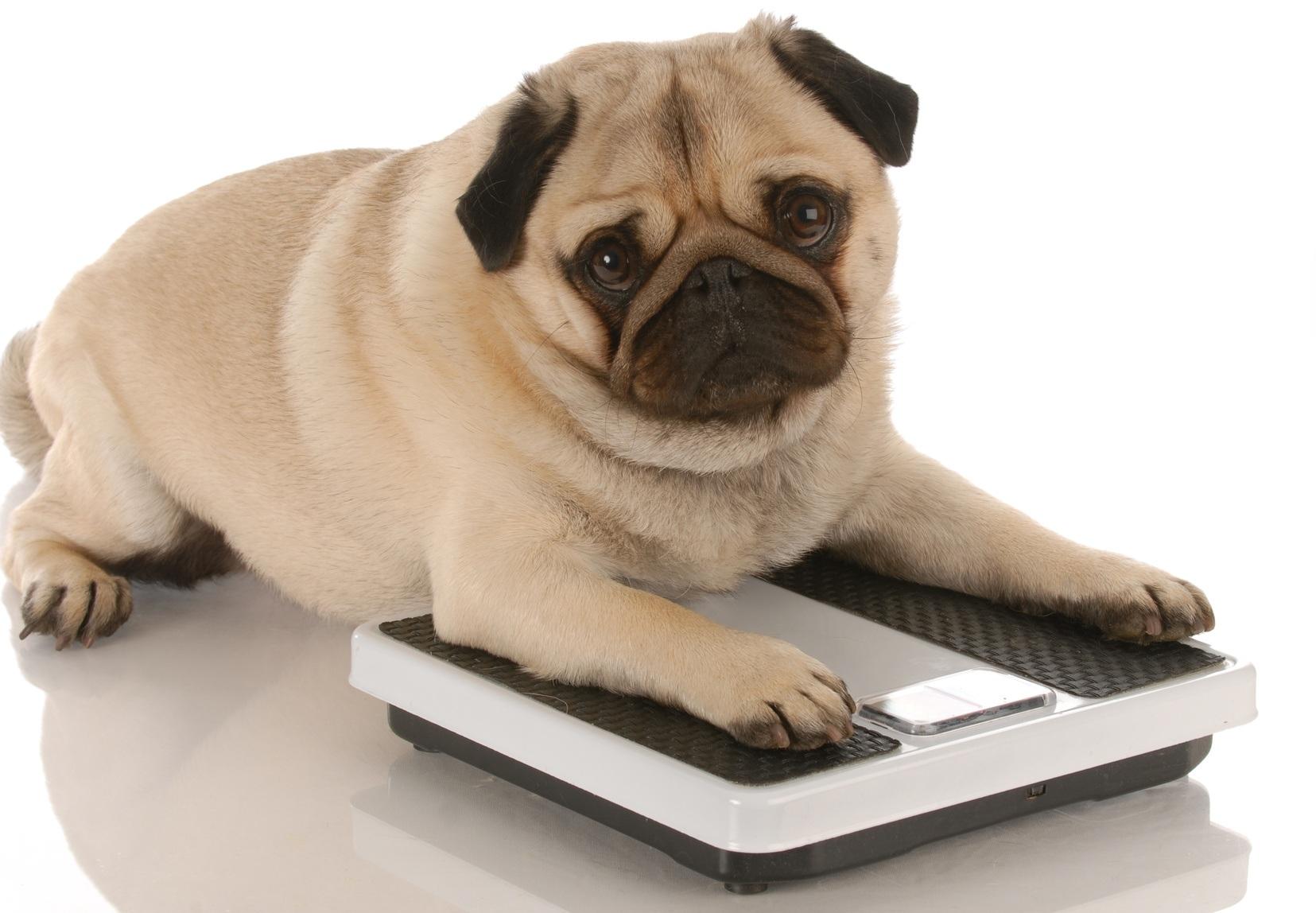 Il tuo cane è in sovrappeso? Come farlo dimagrire con i giocattoli  interattivi