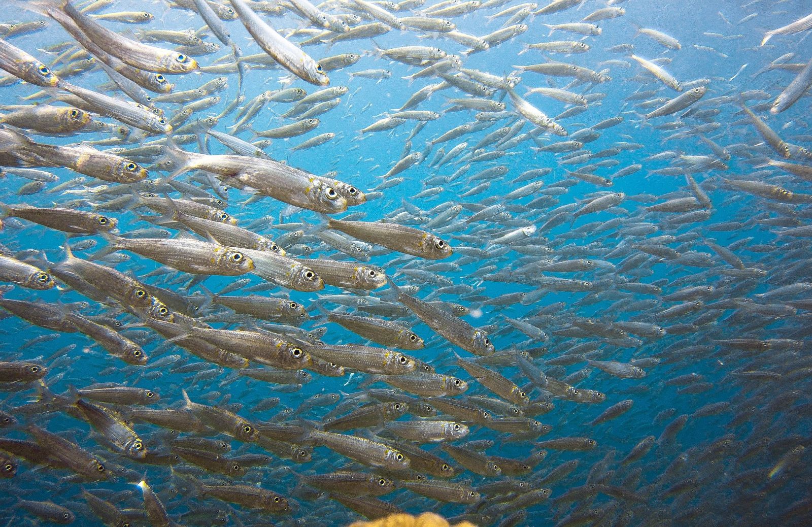 Senza Goal 14 nel 2050 in mare più plastica che pesci 