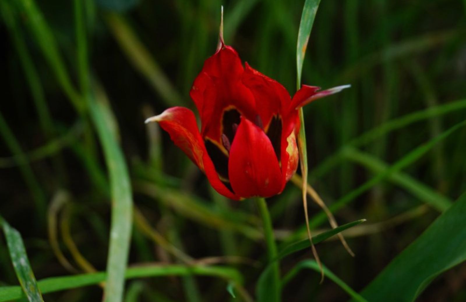 5 fiori rari di primavera