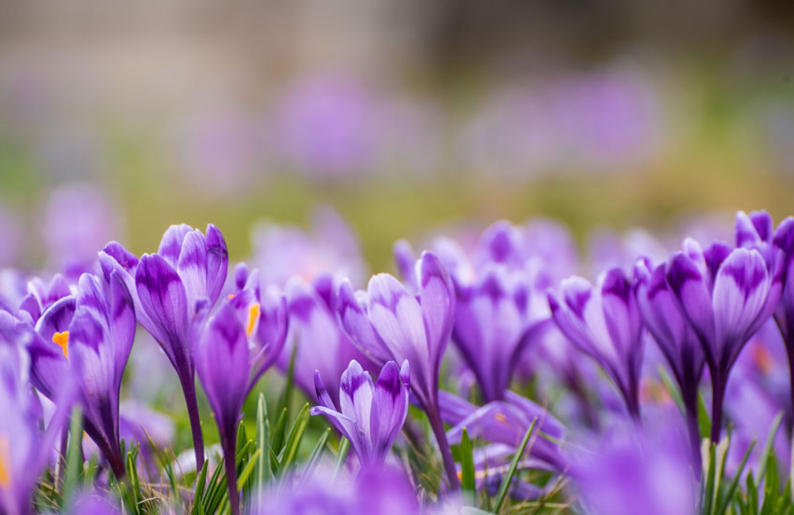 8 bulbi di fiori da piantare in estate