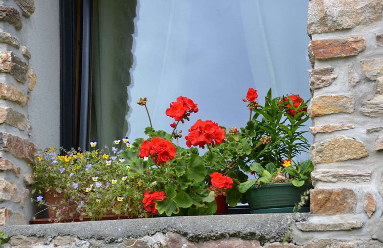 Fiori da balcone: 5 piante estive