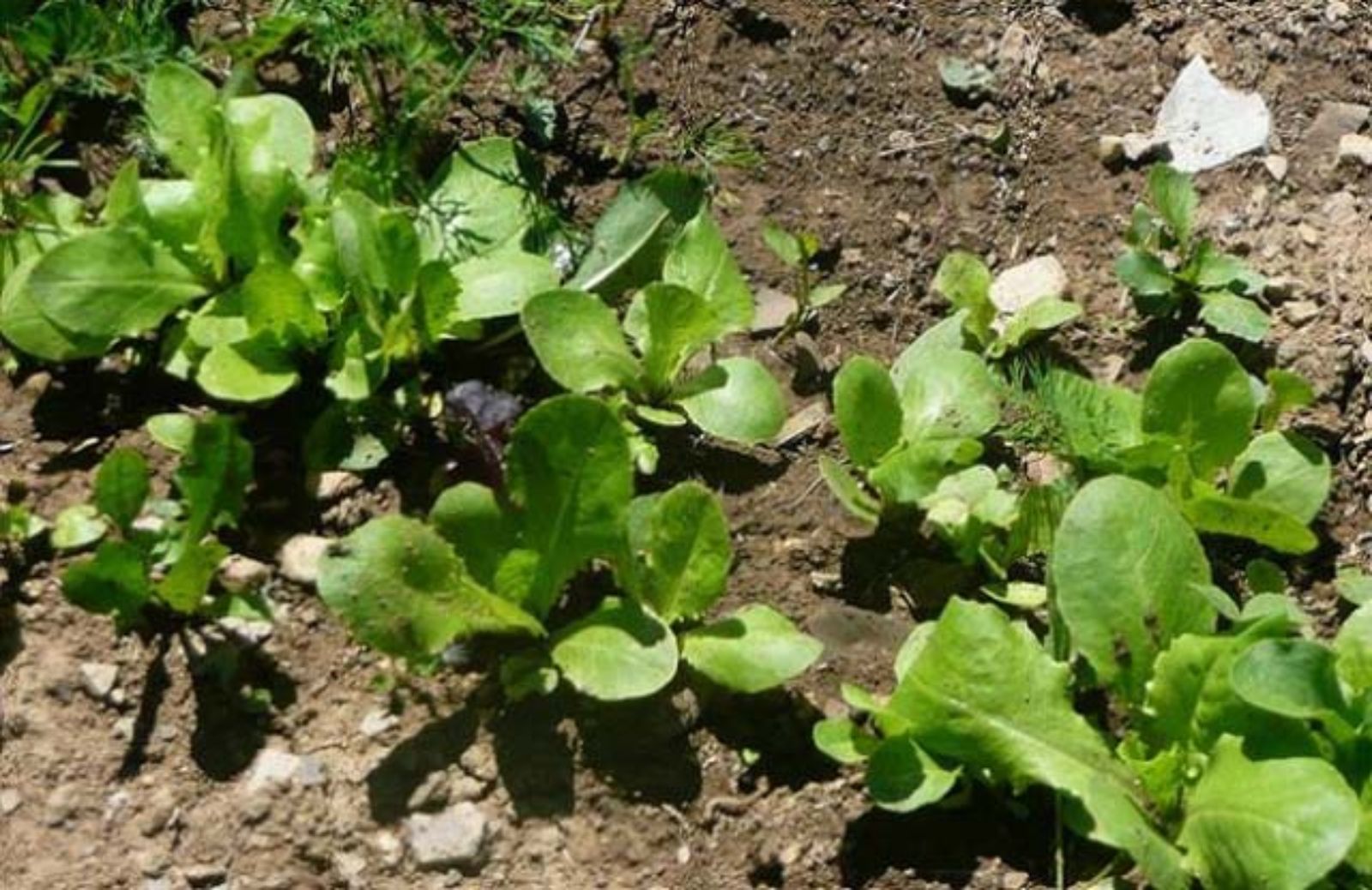 I 10 ortaggi per il balcone da seminare a settembre