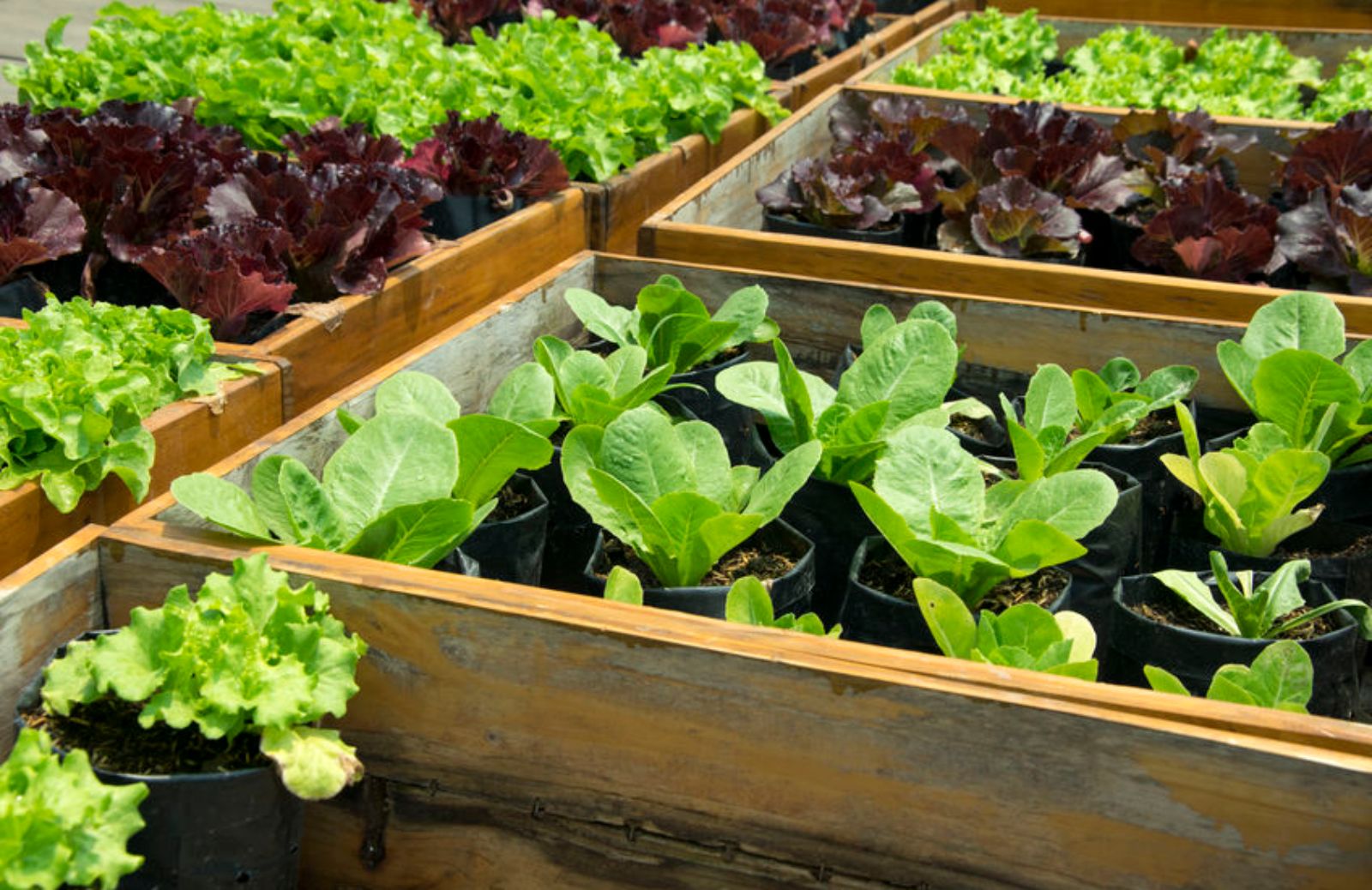 I 10 ortaggi più facili da coltivare nell’orto di casa