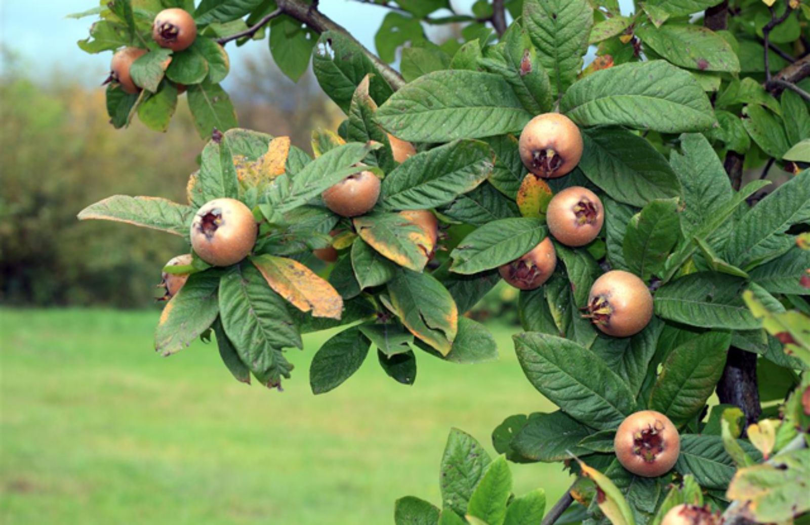 I 5 alberi da frutta facili da coltivare in giardino 