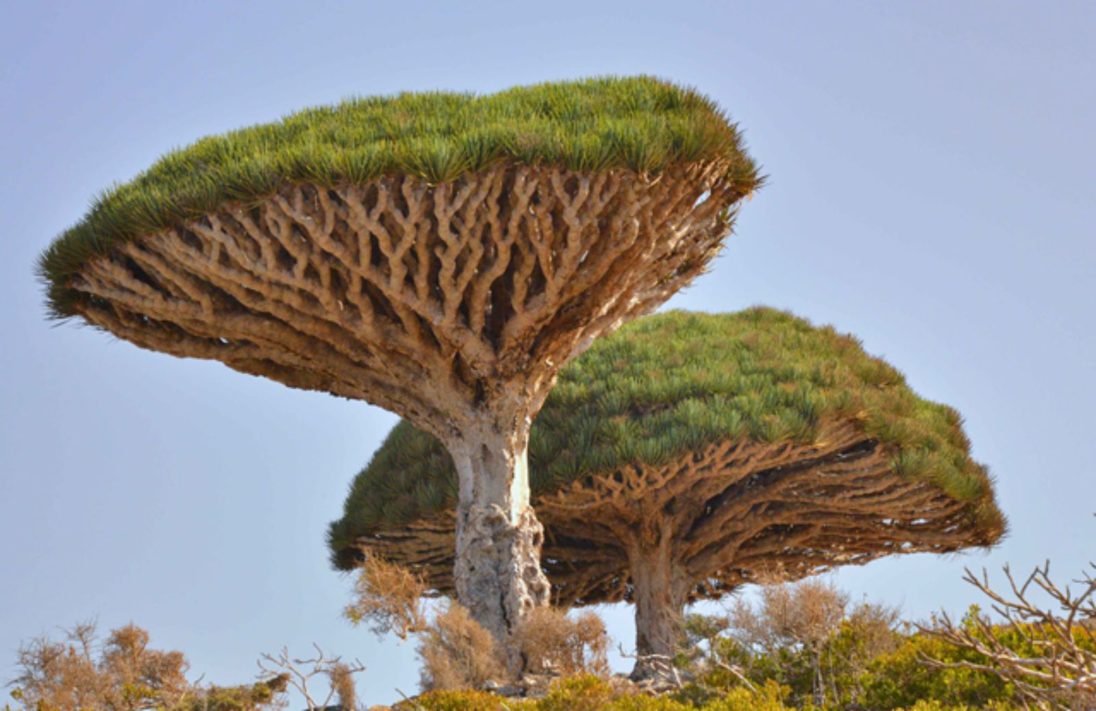 I 5 alberi più straordinari del mondo