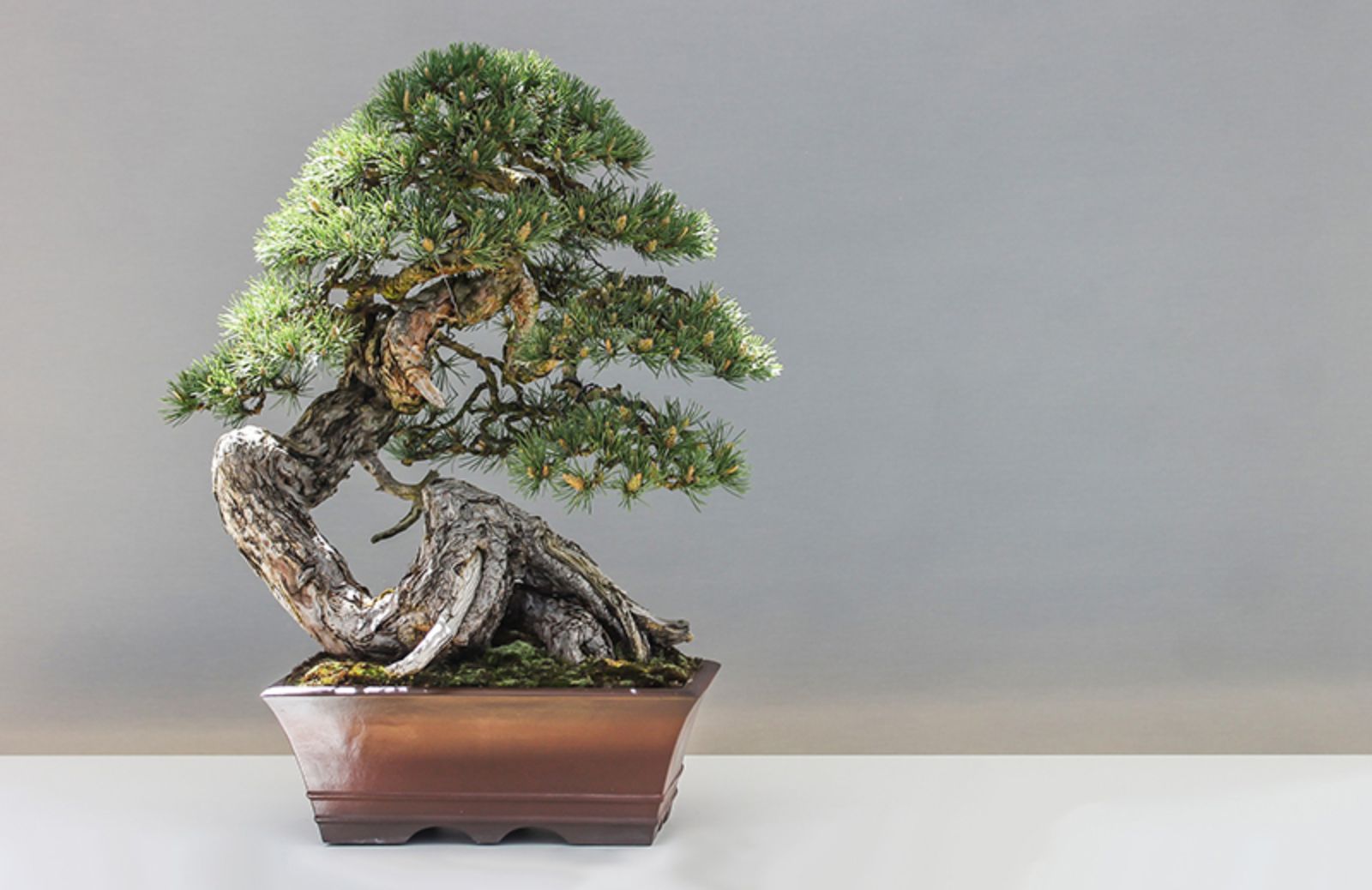 I 5 bonsai più belli del mondo 