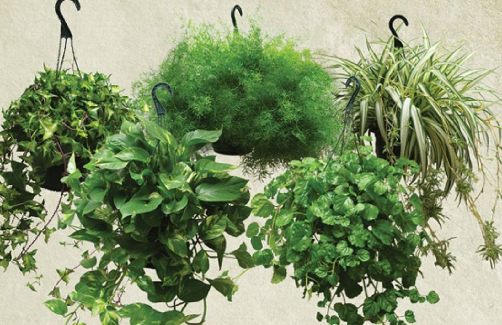 I 5 consigli per far vivere meglio le piante d’appartamento 