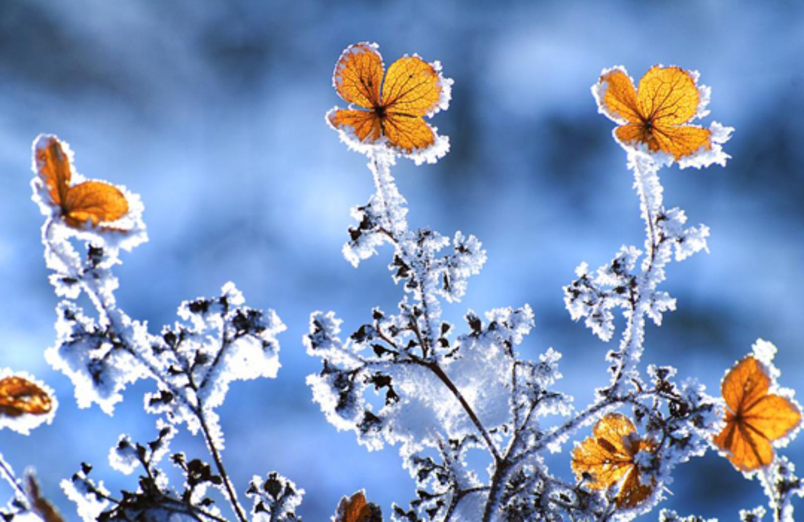 I 5 consigli per salvare una pianta che ha sofferto il freddo