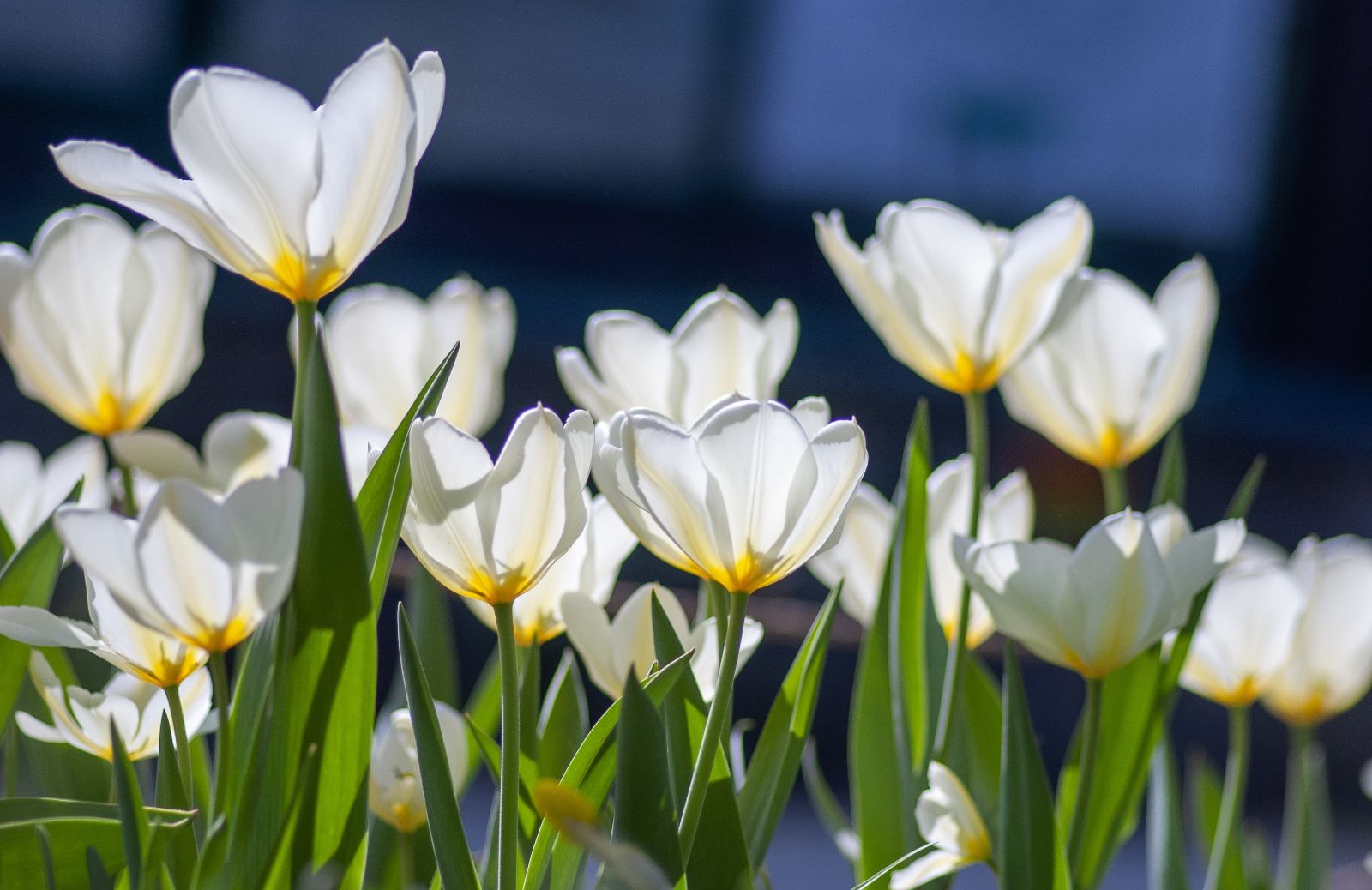 I 5 fiori da piantare a settembre