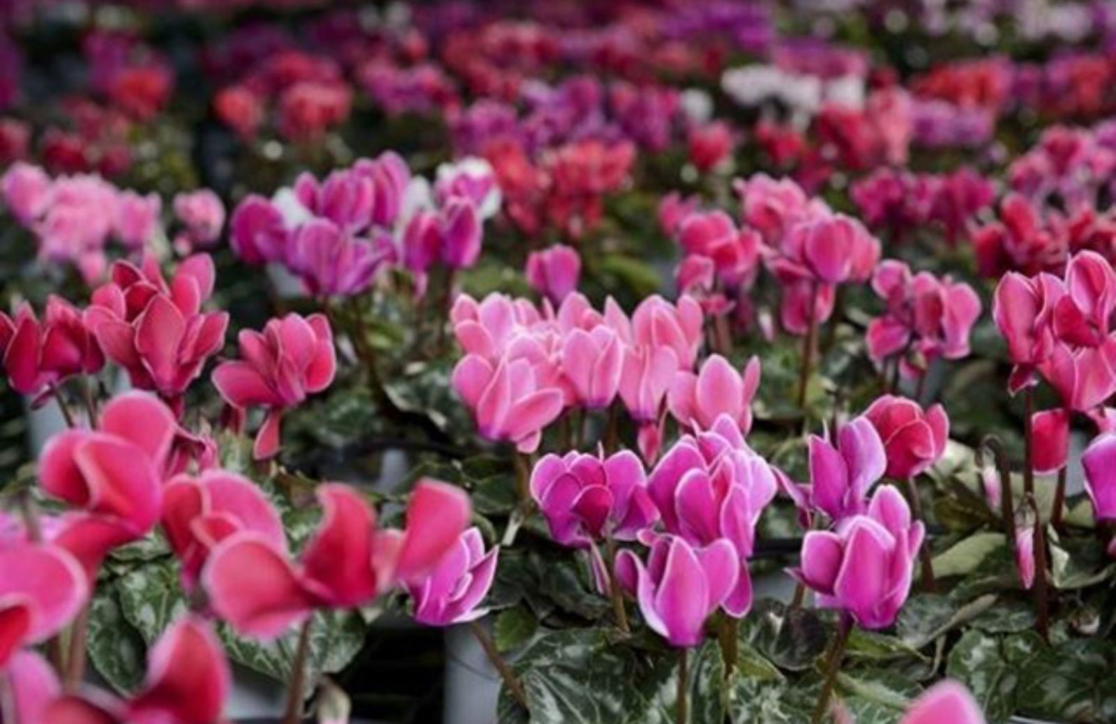 I 10 fiori per il balcone da coltivare in autunno e in inverno