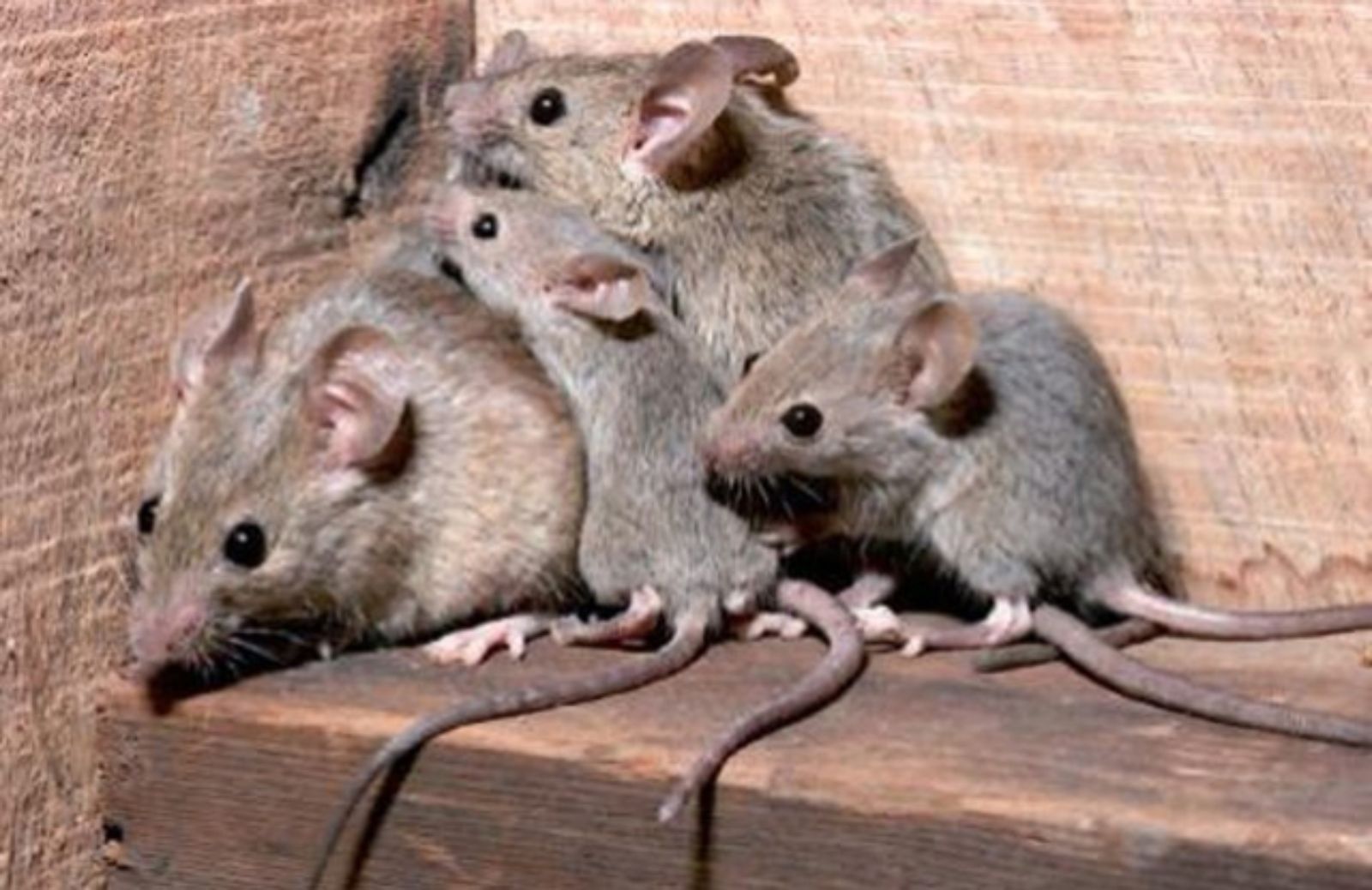 I 5 rimedi infallibili per tenere lontani da casa i topi 