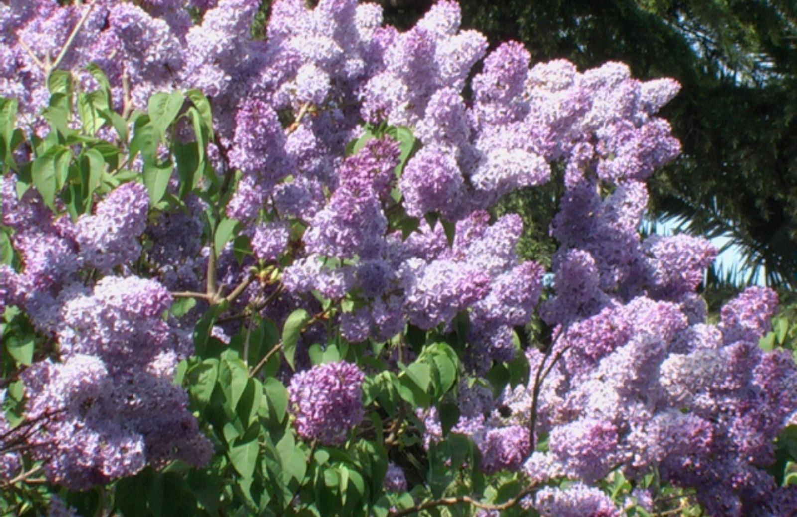 I dieci fiori più profumati