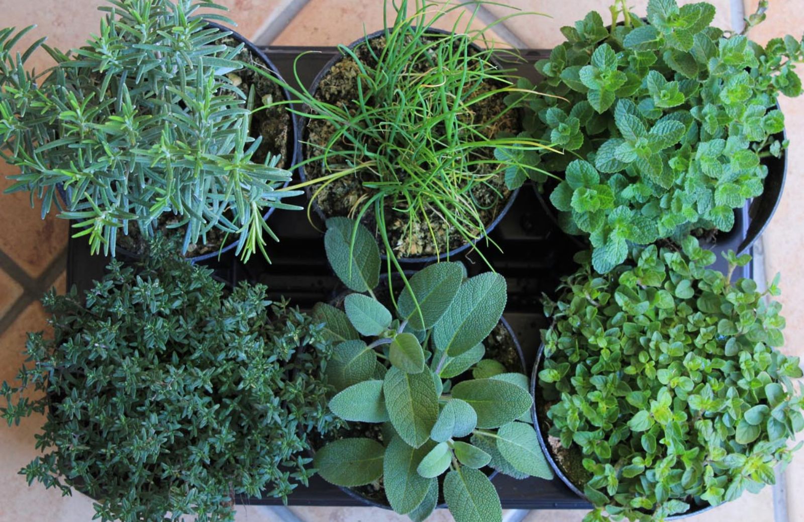 Le 10 piante aromatiche da coltivare con facilità a casa