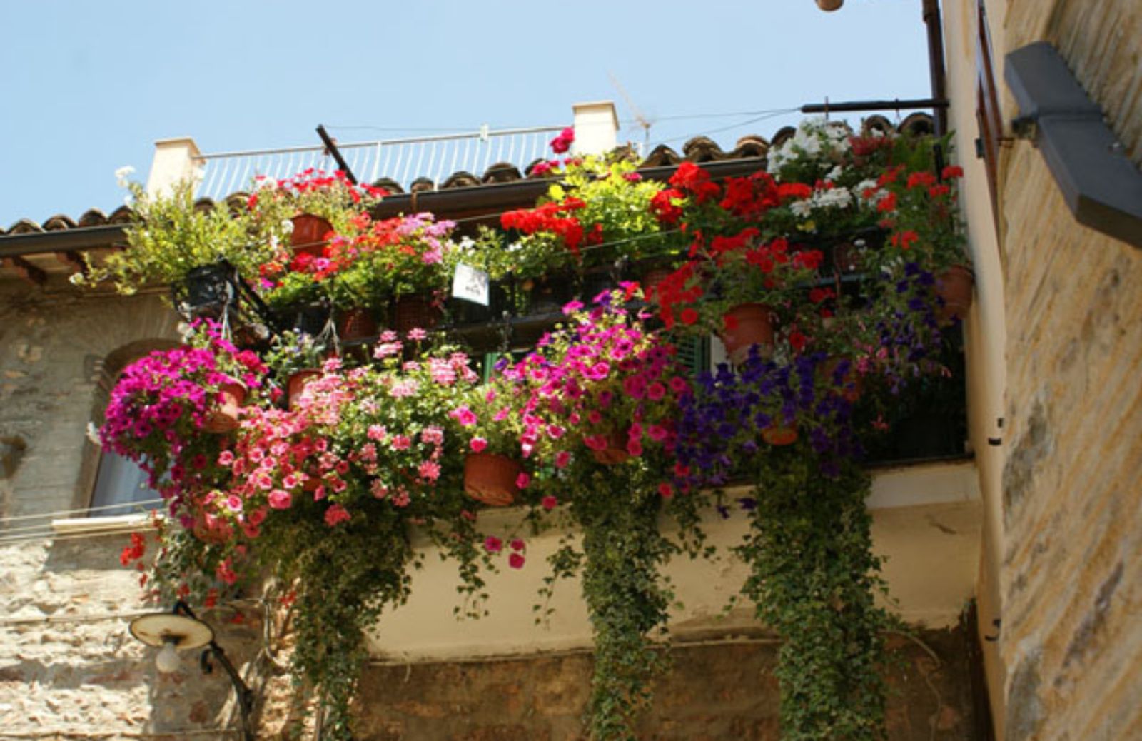 Le 5 piante ideali per un balcone esposto al sole