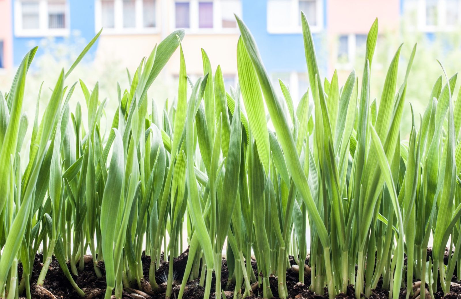 Le 8 erbe aromatiche più adatte ad essere coltivate in vaso