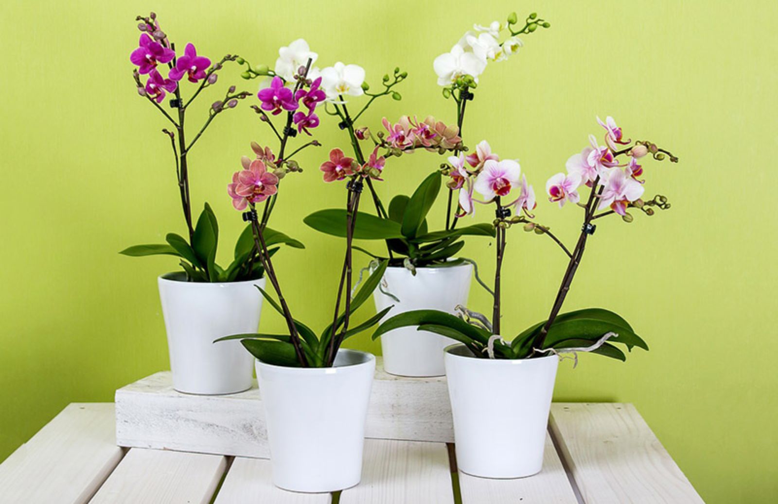 Orchidee: le 5 varietà più facili da coltivare