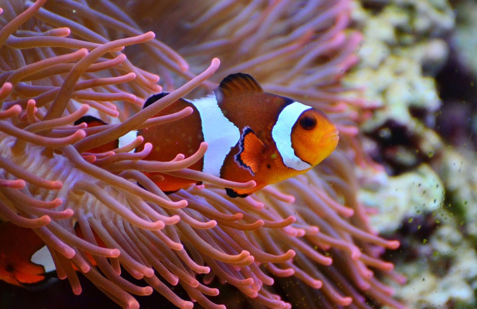 Nell'acquario è meglio mettere piante finte o vere?