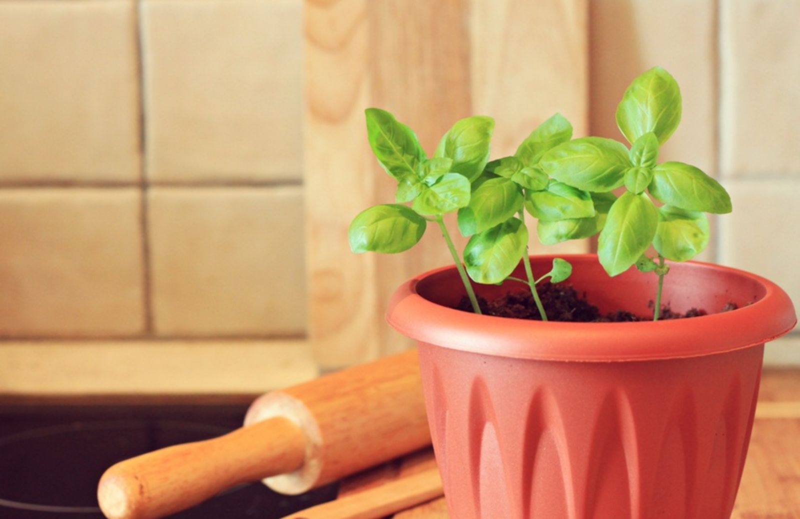 Quanta acqua bisogna dare al basilico in vaso?