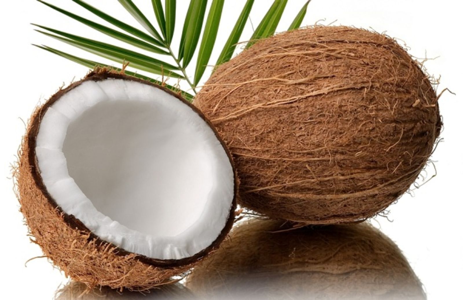 Case antisismiche che si ispirano alle noci di cocco