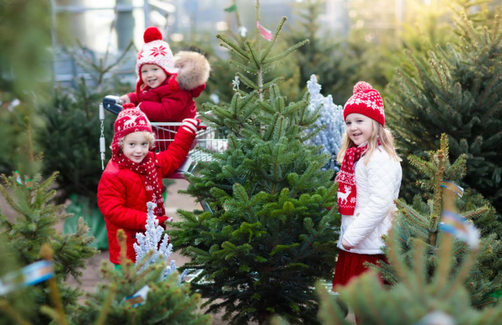 Fare l'albero di Natale rispettando l'ambiente: guida all'acquisto eco-friendly