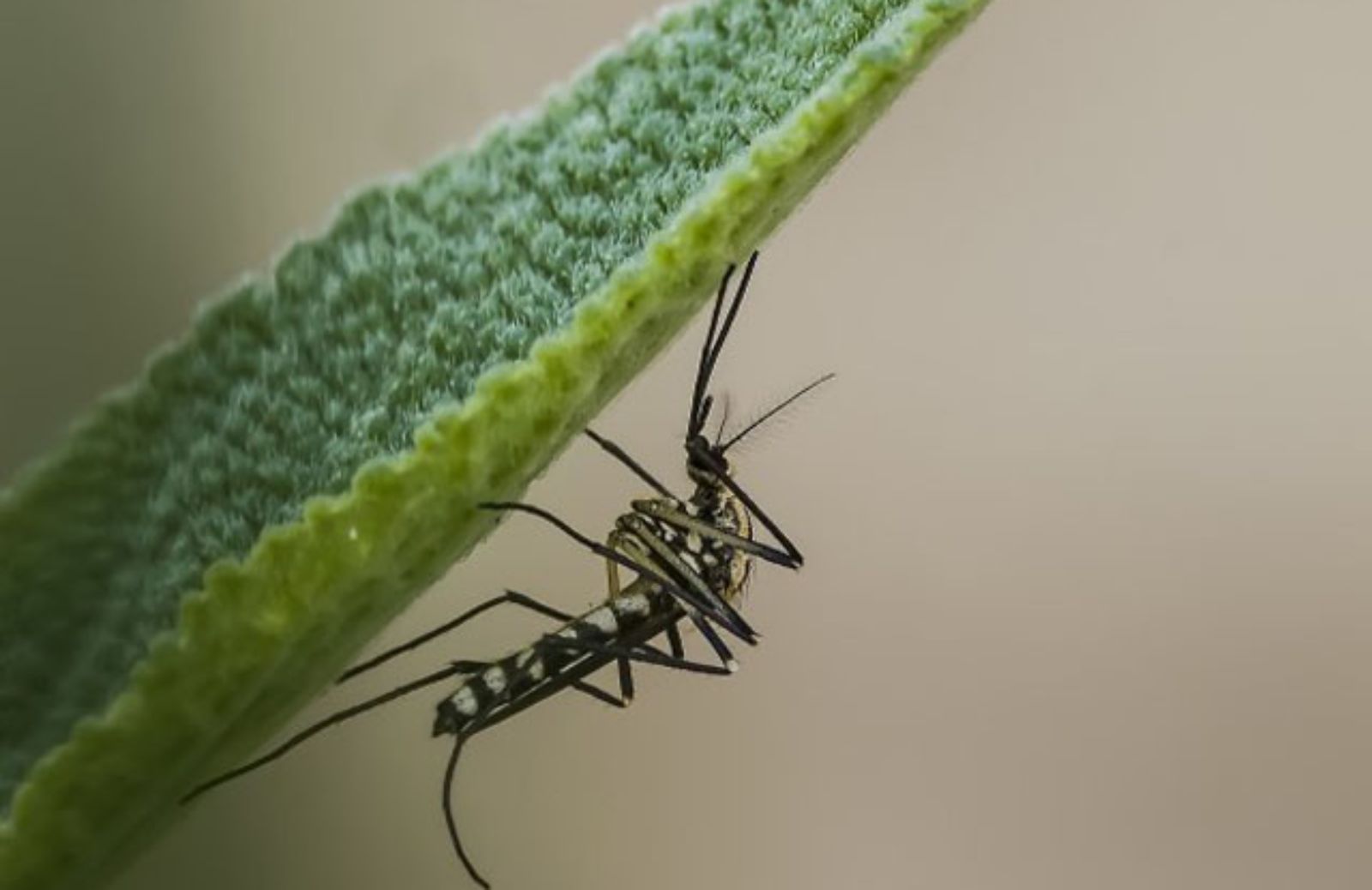 I 10 rimedi naturali per proteggersi dalle punture di zanzare