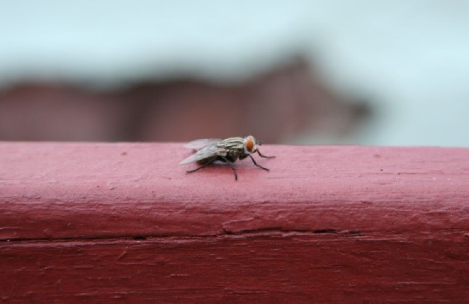 I 5 trucchi naturali per allontanare le mosche