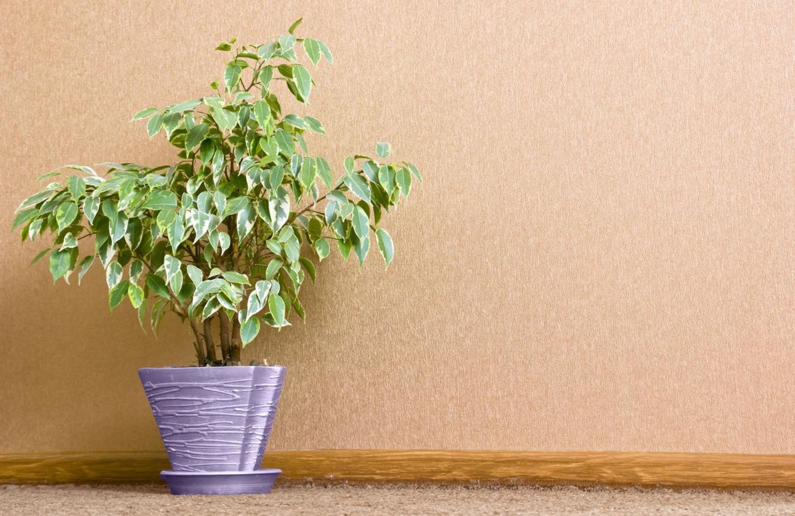 Le 10 piante d’appartamento che depurano l'aria in casa 