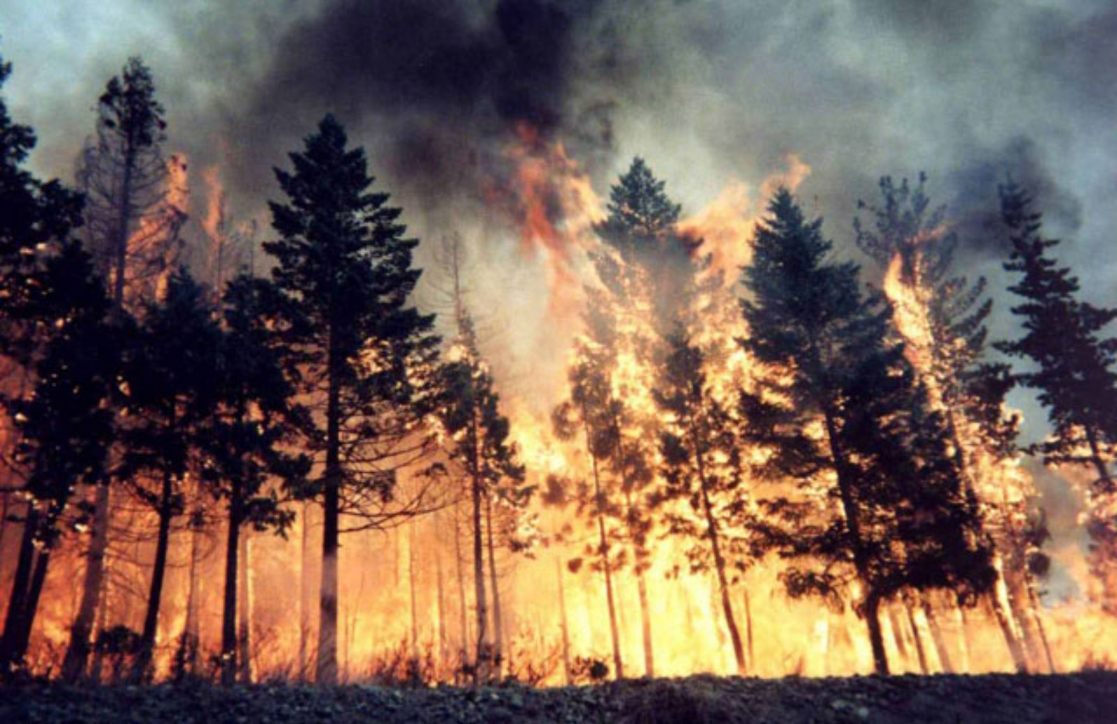 Le 5 cose da fare in caso di incendio nel bosco