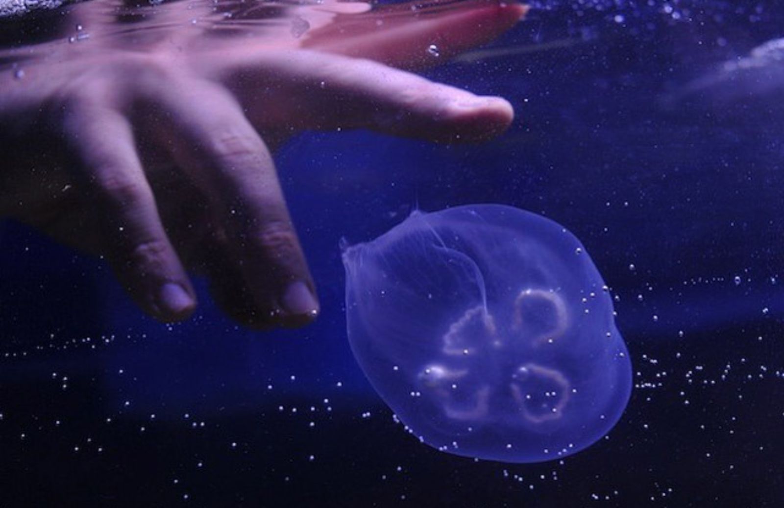 Le 5 cose da fare quando si è punti da una medusa
