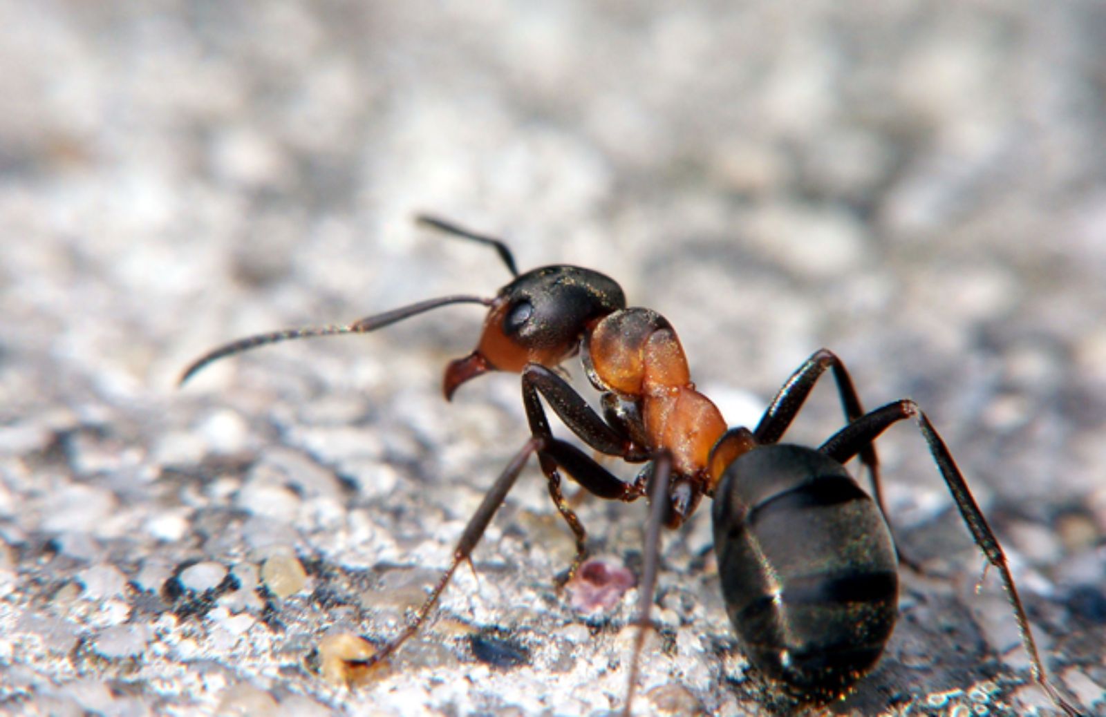 Le dieci soluzioni naturali contro le formiche