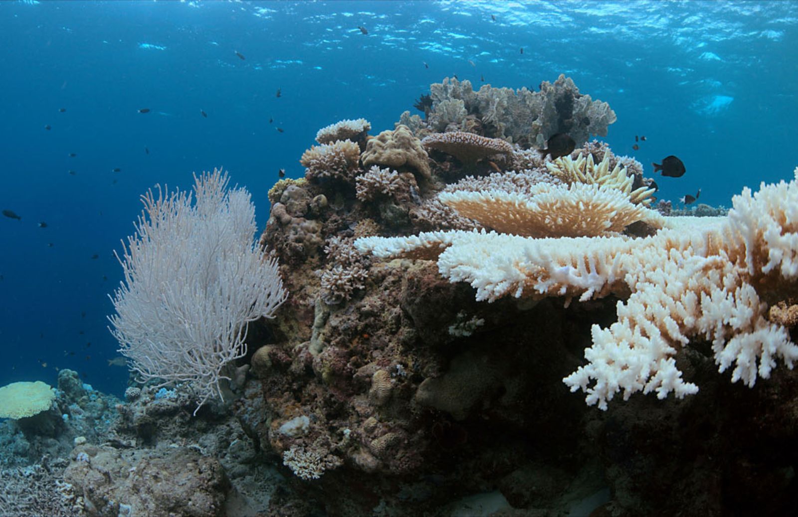 Che cos'è lo sbiancamento dei coralli?