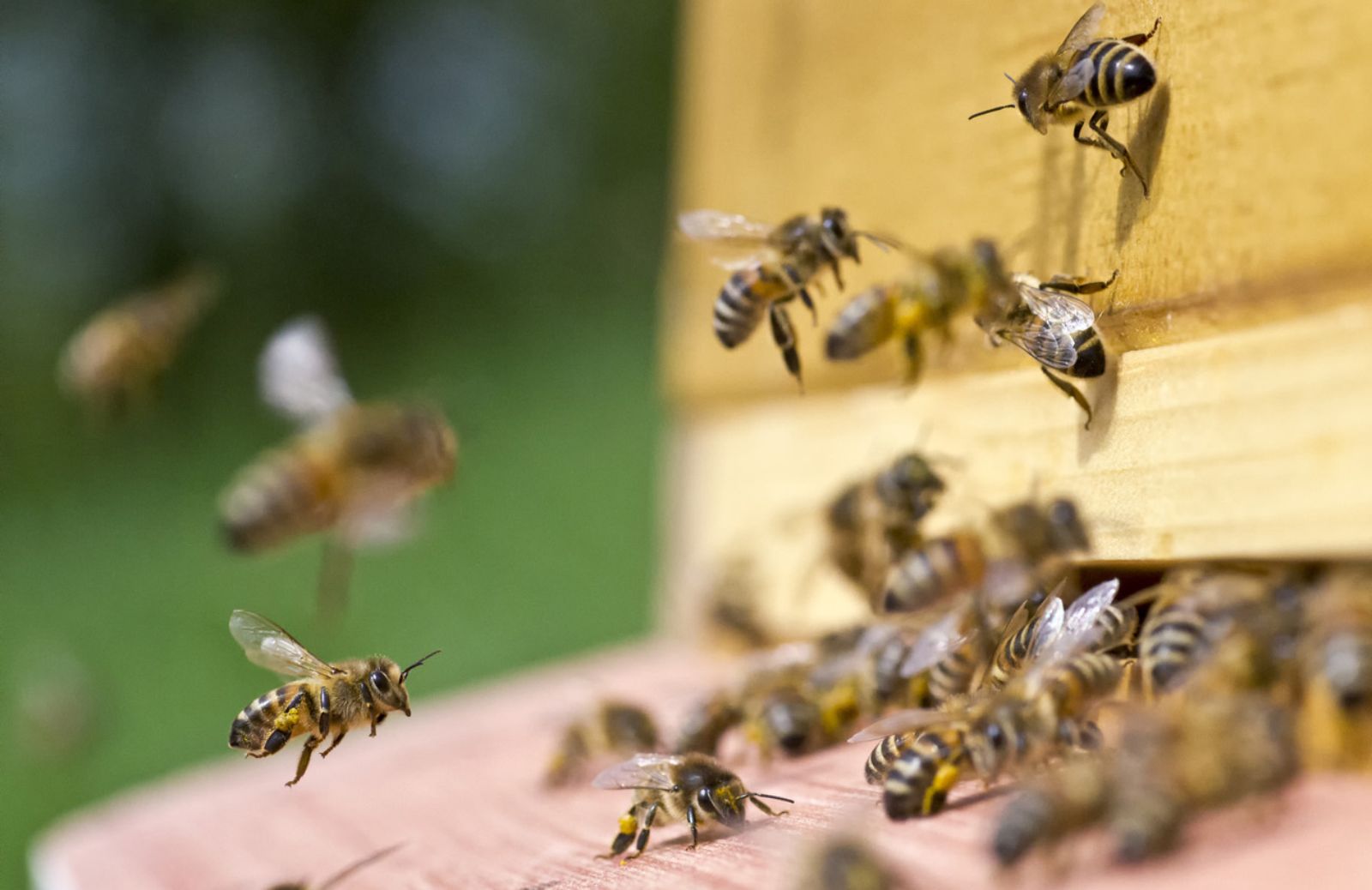 3Bee: ecco l’alveare hi-tech d’invenzione italiana