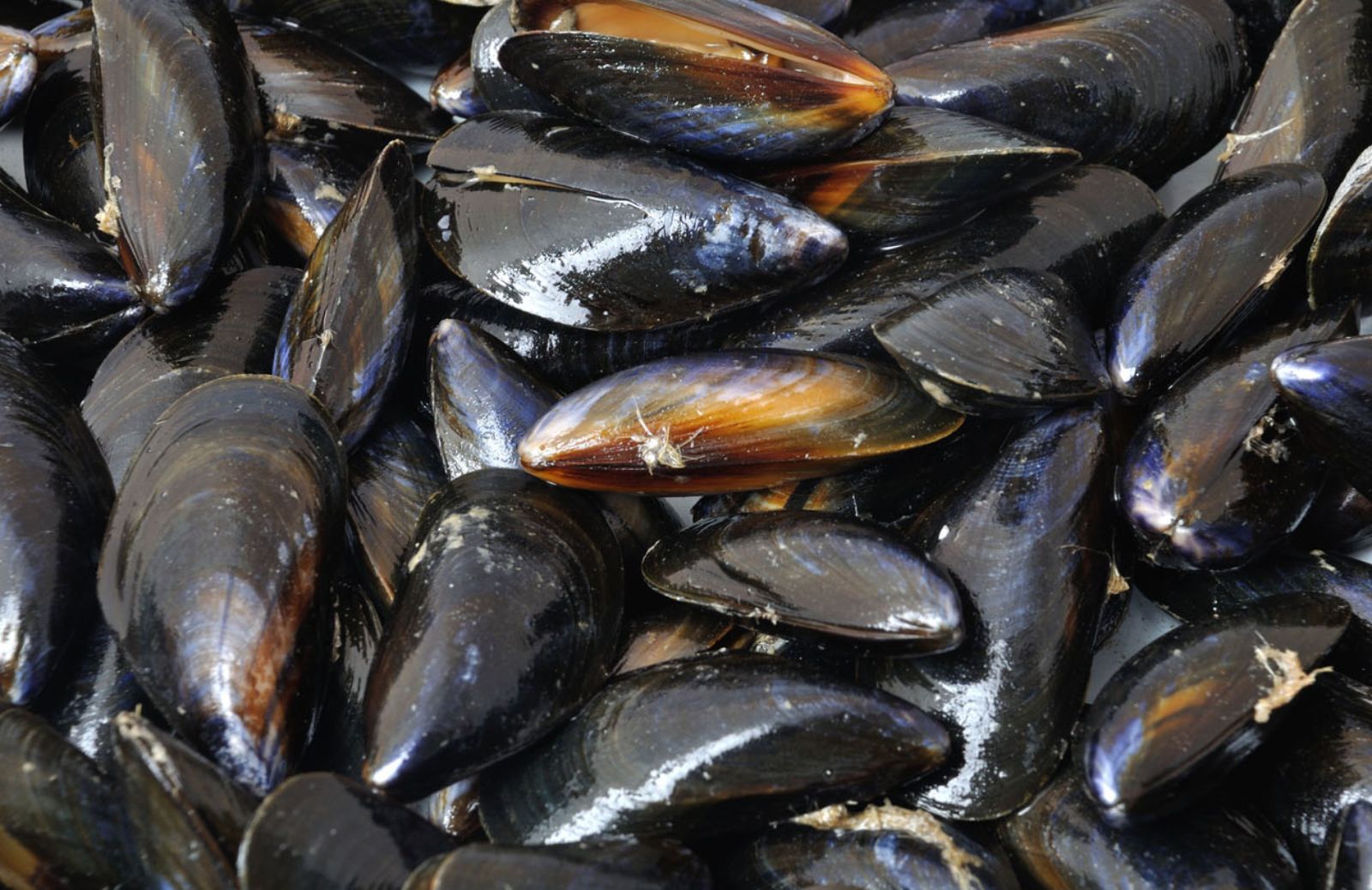 Acidificazione degli oceani: gravi conseguenze per le cozze