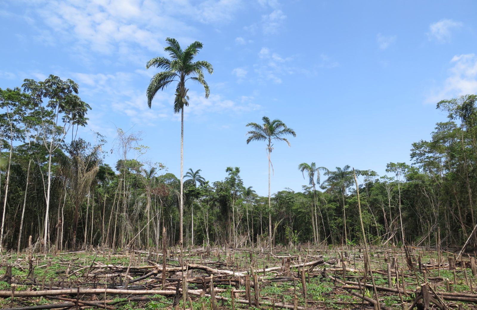 Ambiente: nel 2016 deforestazione record in Brasile 
