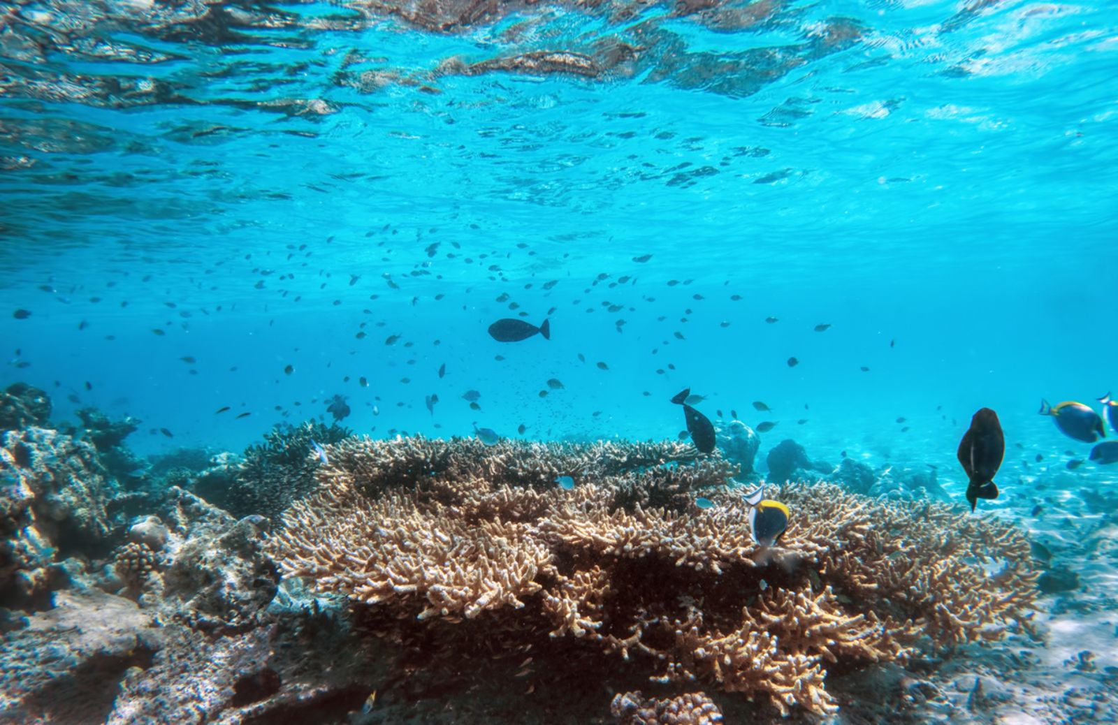 La grande barriera corallina australiana è sempre più bianca