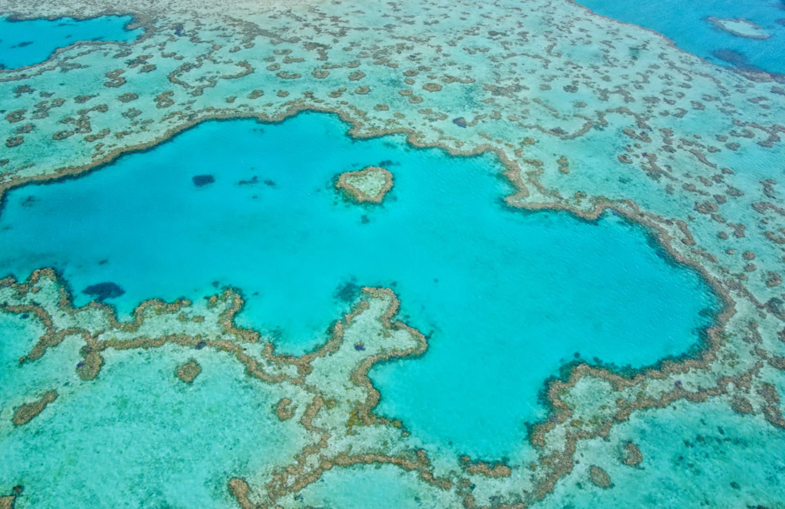 Nel 2016 distrutto il 67% della Grande barriera corallina 