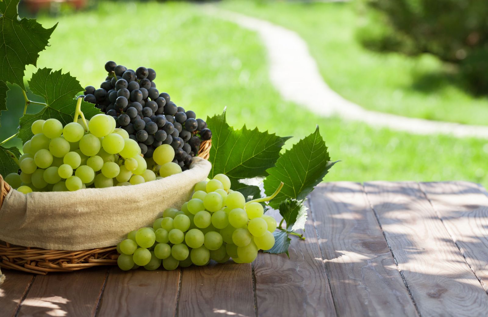 5 tipi di uva da tavola (da conoscere e gustare)